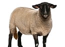ritual-and-animal-welfare