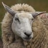 sheep-17110