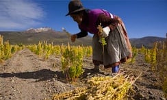 A Bolivian woman harvesting quinoa negro. 'Well-intentioned health and ethics-led consumers here [are] unwittingly driving poverty there.' Photograph: George Steinmetz/Corbis