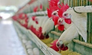 brazilchickens