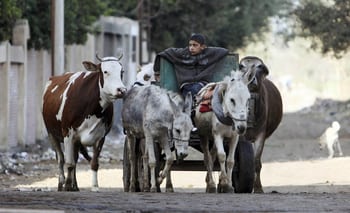A young farmer leads his cows at al-Adwa village, the birth place of President Mursi, located in the governorate of Sharqia