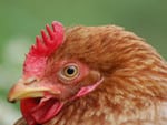 Major-poultry-complex-planned-for-North-Caucasus_dnm_headline
