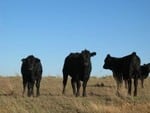 Australian beef exports to the Middle East are soaring