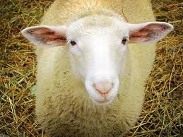 sheep 2