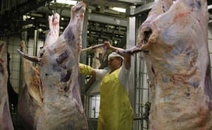 A slaughterer works with beef carcasses in the Biernacki Meat Plant slaughterhouse in Golina near Jarocin, western Poland, on July 17. Photo by Kacper Pempel/Reuters