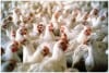 poultry