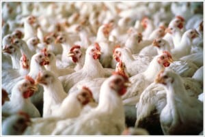 poultry