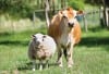 livestock2