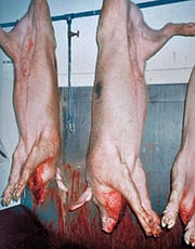 Pigs hang on the bleed rail (photo courtesy of Temple Grandin).