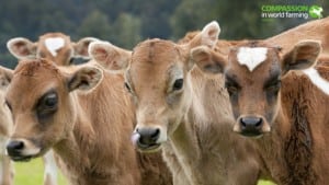 Animal-welfare-at-heart-of-European-organic-farming-proposals_strict_xxl