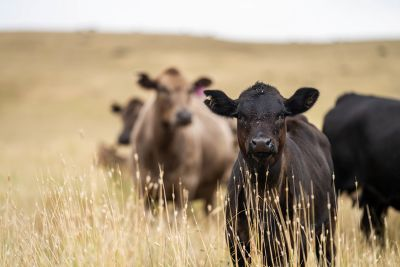Cows in Field