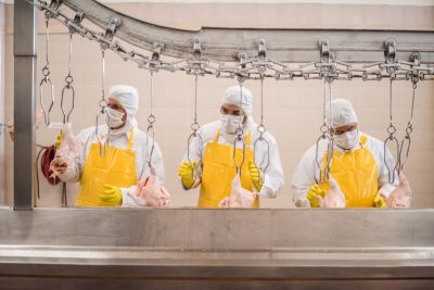 A poultry factory